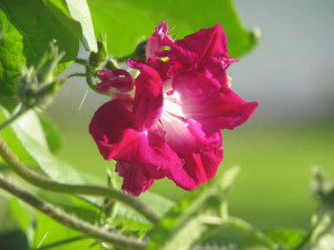 How to Grow and Care for Morning Glory Vines