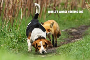 Worlds Worst Hunting Dog - Return to Funny Animal Pictures Home Page