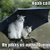 Funny Pictures Cats Umbrella Rain Flood Moandcho Blog