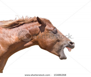 Horse_Head_with_Mouth_Open_Wide_In_a_Horse_Laugh_Picture_Stock_Photo ...