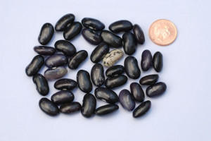 Pinto Bean Quirk-black-pinto-bean.jpg