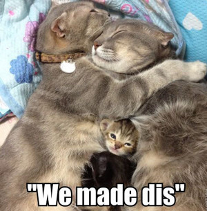 Cute Quotes: That will Make Rainbows Pour Out Of Your Underpants