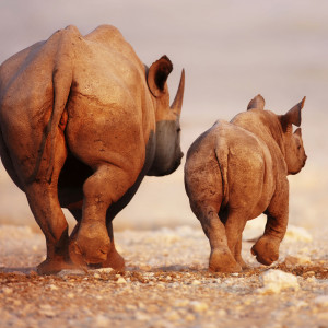Rhino Mother And Child 2048 x 2048 iPod 3 wallpapers, backgrounds