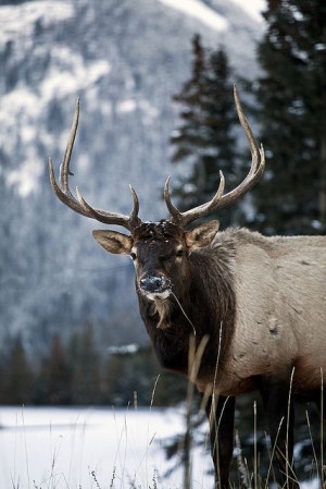 the mountains are sooner than you think! @averyfarrWild Animal, Animal ...