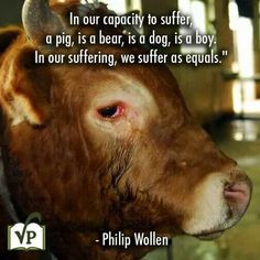 sentience(SEN shence): ability to feel