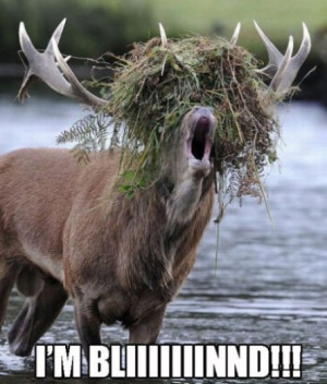 funny reindeer funny reindeer