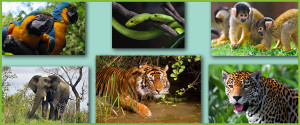 Jungle Themed Photo Pack | Free EYFS & KS1 Resources