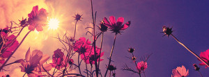 Nice Flower At Sunrise Facebook Cover Photo