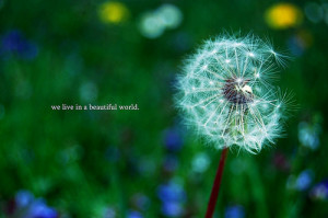 nature,beautiful,life,quote,love,life,dandelion ...