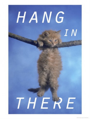 Hang in there (kitten)