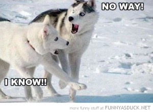 funny shocked dogs no way husky snow pics 300x221 funny shocked dogs ...