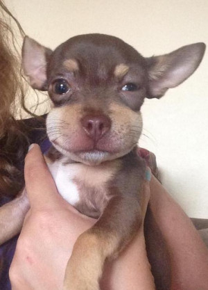 The Face of Regret: 10 Pictures of Dogs Who Tried to Eat Bees ...