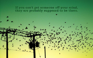 birds quotes silhouette power lines 1680x1050 wallpaper Animals Birds ...