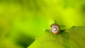 image description for cute snail pictures wallpaper cute snail ...