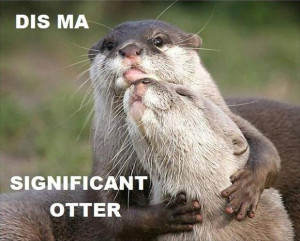 funny otter pictures