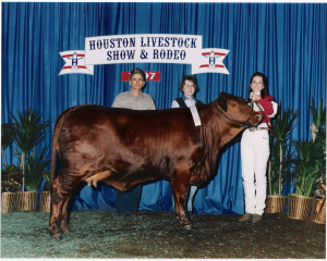 Showing Cattle Began showing cattle as