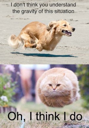 ... -hilarious-quotes-pictures-answers-funny-dog-cat-flying-gravity.jpg