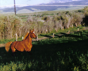 Horseback Riding Quotes