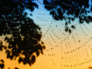 Morning Dew Hecklinghyena