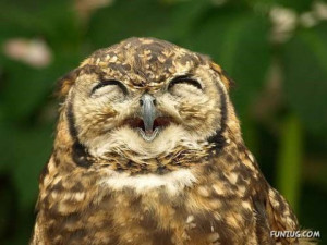 Fotos de Animales sonriendo