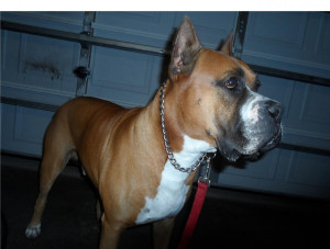 ... -cannot-identify-father-pit-bull-litter-pictures-inside-dd.jpg