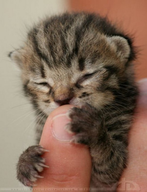 This cute kitten is super tiny and adorable.