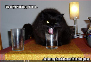 drinking-cat.jpg#drinking%20cat