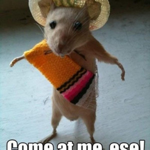 Picture Of A Funny Mouse Looking Like A Mean Mexican