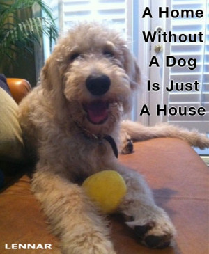 ... Dog Is Just A House! #quote #doodle #goldendoodle #labradoodle