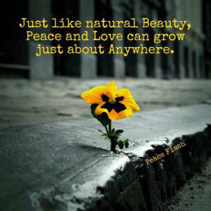 Just like natural beauty,peace and love can grow just about anywhere.