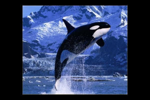 Killer Whale Picture Slideshow
