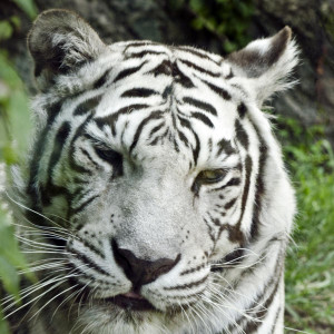 White Bengal Tiger Painting