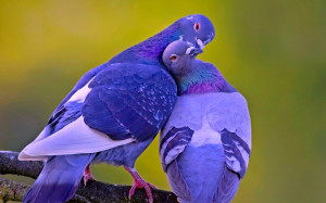 Spectacular Doves Spring Love Birds Wallpapers