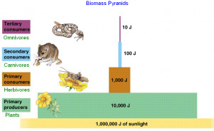 Grassland Energy Pyramid Secondary Consumers