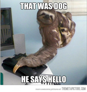 Funny photos funny sloth talking phone