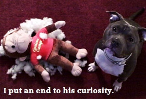 ... Pictures, Pitbull, Funny Stuff, Pit Bull, Funny Animal, Curious George