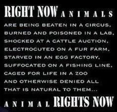 for all animal rights quotes more animal quotes animal cruelty animal ...