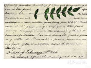 ... Evergreen Shrub Leaf in the Lewis and Clark Expedition Diary, c.1806