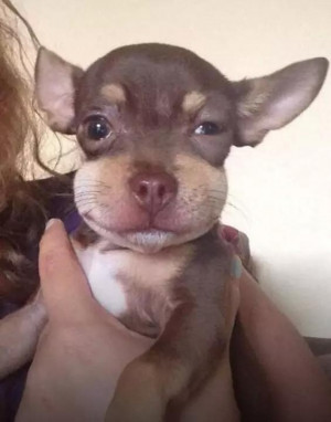 11 Dogs Who Quickly Figured Out That Biting Bees Is Bad
