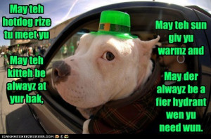 funny dog pictures - I Has A Hotdog: An Irish Goggie Blessing