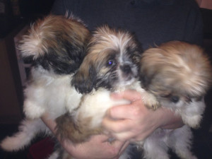 shih tzu pups for sale £ 380 posted 1 year ago for sale dogs shih tzu ...