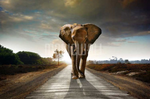 Home » Walking Elephant