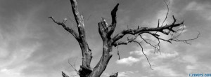 lone dead tree facebook cover for timeline
