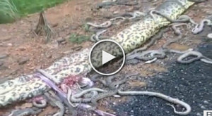 Funny Quotes Anaconda Snake Eating Human 336 X 455 49 Kb Jpeg