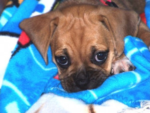 Puggle Photos Pictures Puggles