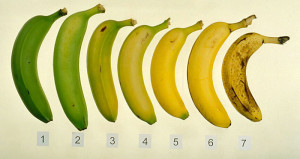 How to Know if Your Banana Measures Up