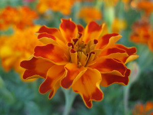 Related Pictures Calendula Marigold October Birth Flower
