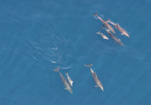 Bottlenose dolphin ( Tursiops truncatus ) pod with two calves, aerial ...