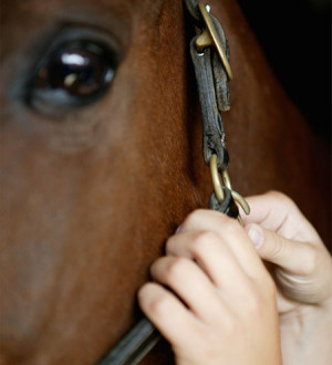 For the love of horses: Fun, soulful quotations from famous folks