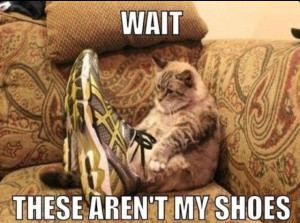 30 Funny animal captions - part 9, funny animal memes, funny animals ...